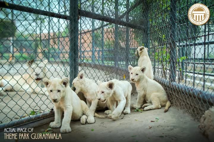 citi housing gujranwala zoo cub